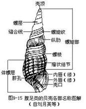 釘螺屬