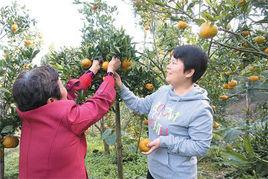 張雪梅[四川巴中市恩陽區尹家鄉大埡口村大學生村官]