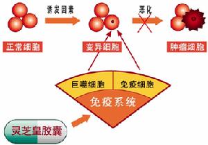 提高免疫系統的監視作用，預防腫瘤形成