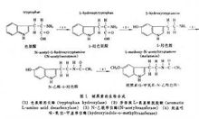 松果腺