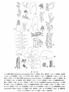 粗疣小鱗苔