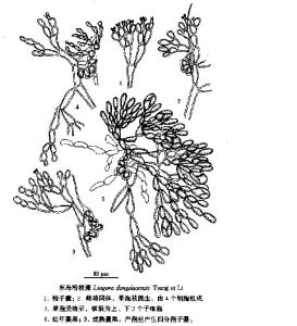 東島粉枝藻