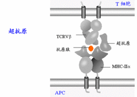 超抗原