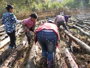 2013年德爾貢村民眾在黑木耳基地採摘木耳