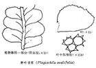 延葉羽苔