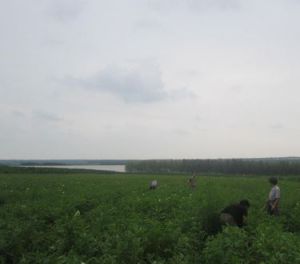 雙立村