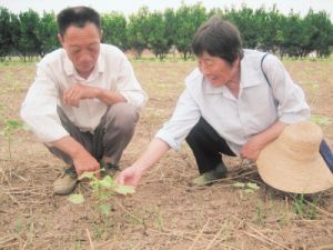 李文英（右）在枝江市百里洲鎮指導棉農抗旱保苗。