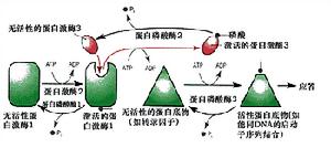 由蛋白激酶和蛋白質磷酸酶構成的信號轉導途徑