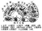 頂復動物亞門