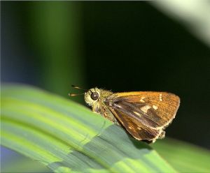 菩提赭弄蝶