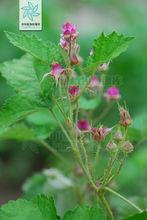 茅莓[薔薇目薔薇科植物]