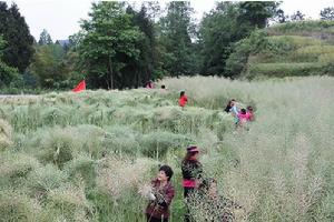 大羅鎮[四川巴中市巴州區大羅鎮]