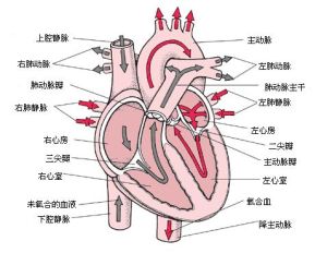 半月瓣