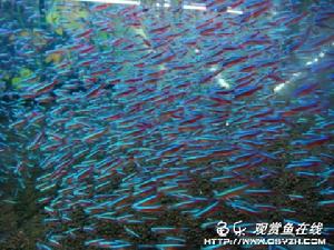 玻璃燈魚