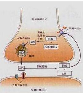 M膽鹼受體