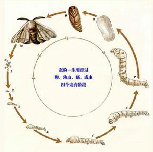 蠶繭[漢語辭彙、桑蠶的繭]