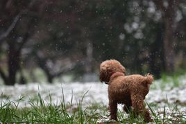 粵犬吠雪