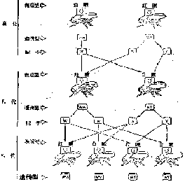 正反交雜種