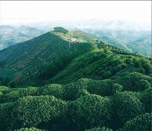 午子仙毫茶園