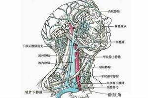 靜脈[漢語辭彙]