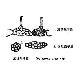 根腫菌綱