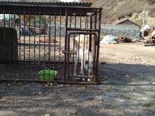 延邊朝鮮族自治州延吉市豐山犬繁殖基地