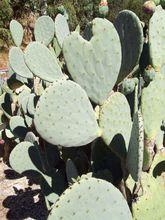 仙人掌屬 強性團扇 （Opuntia robusta）