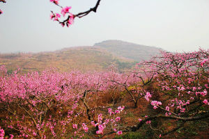 桃花山[山西省靈丘縣山脈]