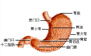 （圖）胃類癌瘤