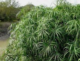 水竹[禾本科剛竹屬植物]