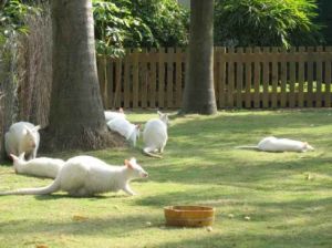 廣州香江野生動物世界澳洲園