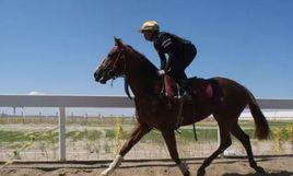 鐵嶺豪駿馬術俱樂部 鐵嶺豪駿馬術俱樂部