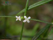 白花蛇舌草圖片