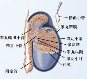 睪丸內部結構