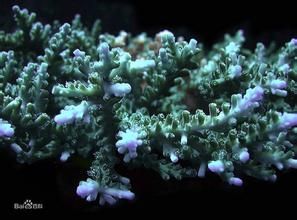 花苔鹿角珊瑚
