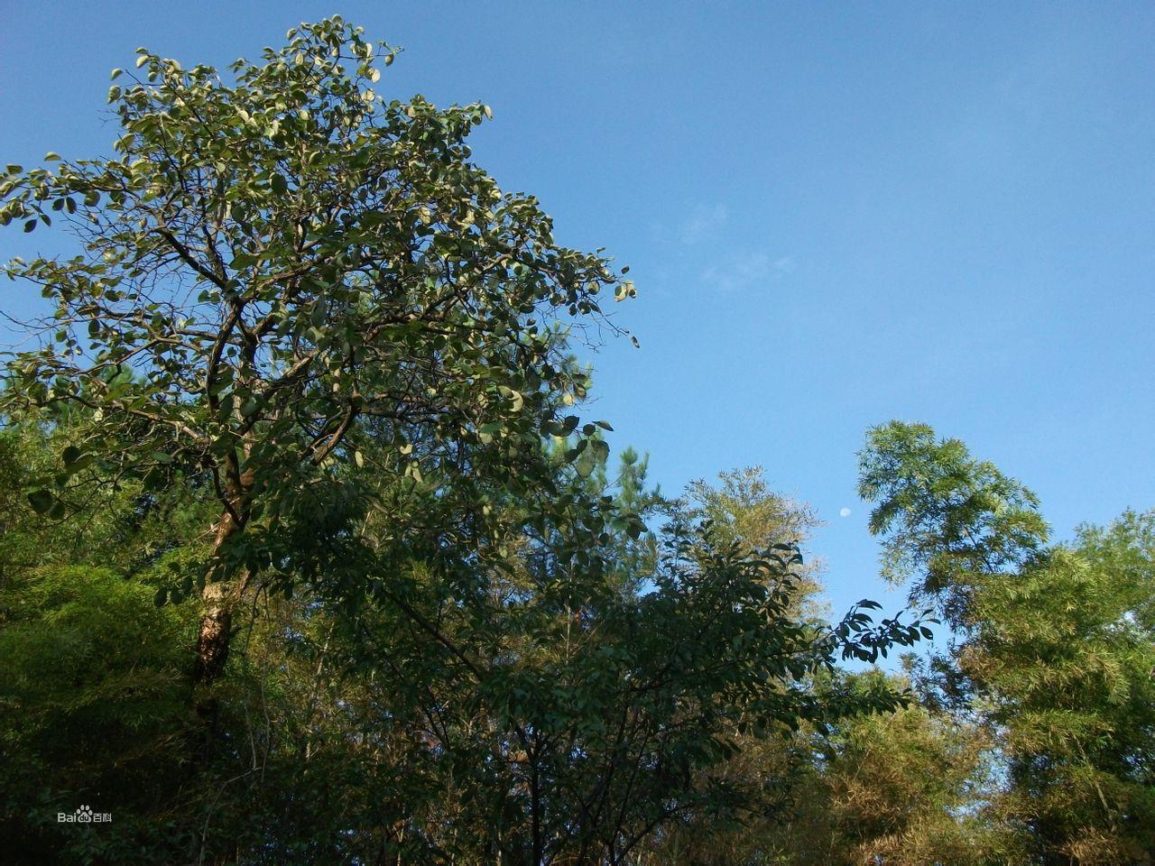 楊橋鎮鄉村風景