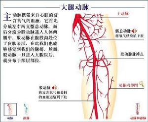 動脈