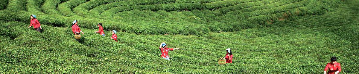 廬山雲霧茶