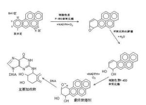 DNA加合物