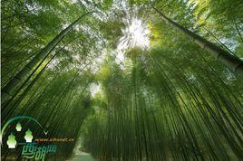 浙江杭州西山國家森林公園