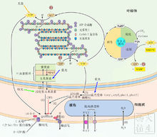 光形態建成