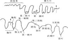 縫合線組成