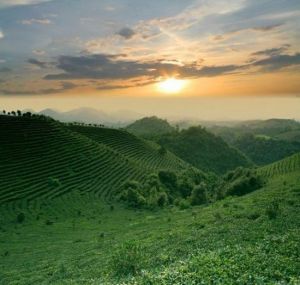 陽朔茶觀園景區