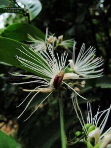 野香櫞花