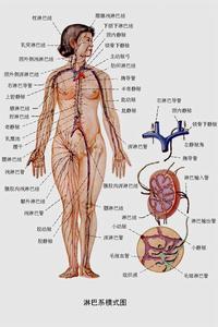 先天性卵巢發育不全症