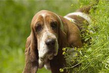 巴基度獵犬型犬