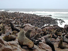 南非海狗棲息地