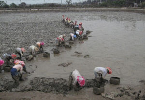 甲魚泥地養殖