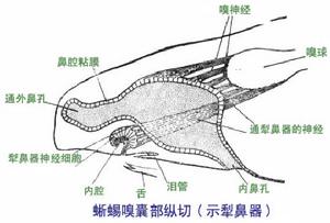 爬行類犁鼻器