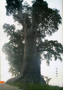 正覺寺[山西省臨縣正覺寺]